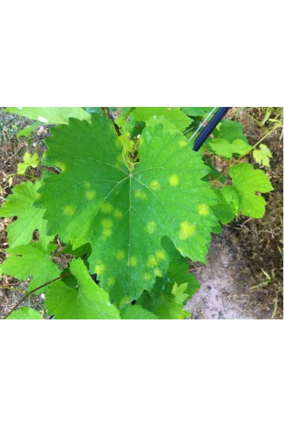 Мільдью виноград